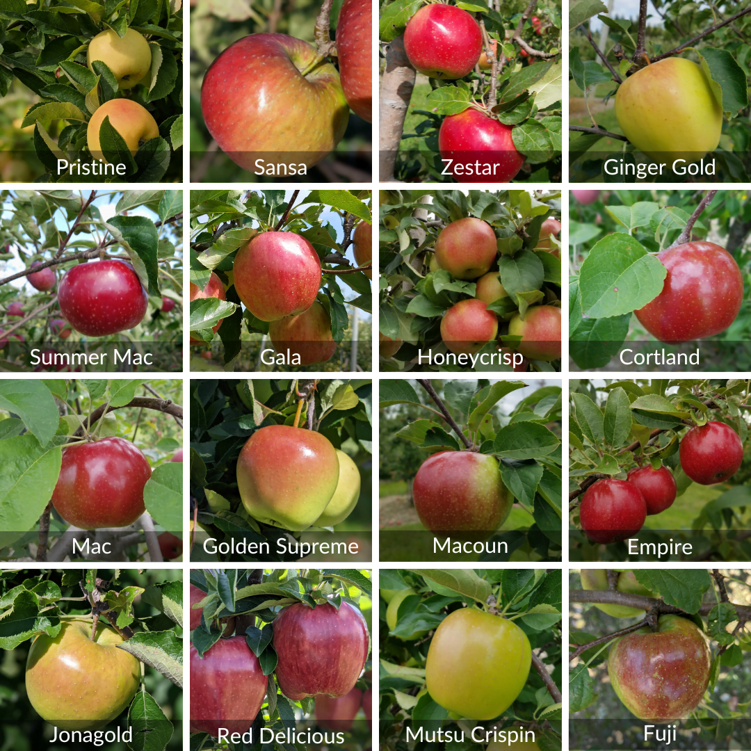 The Ultimate Guide: How to Ripen Apples