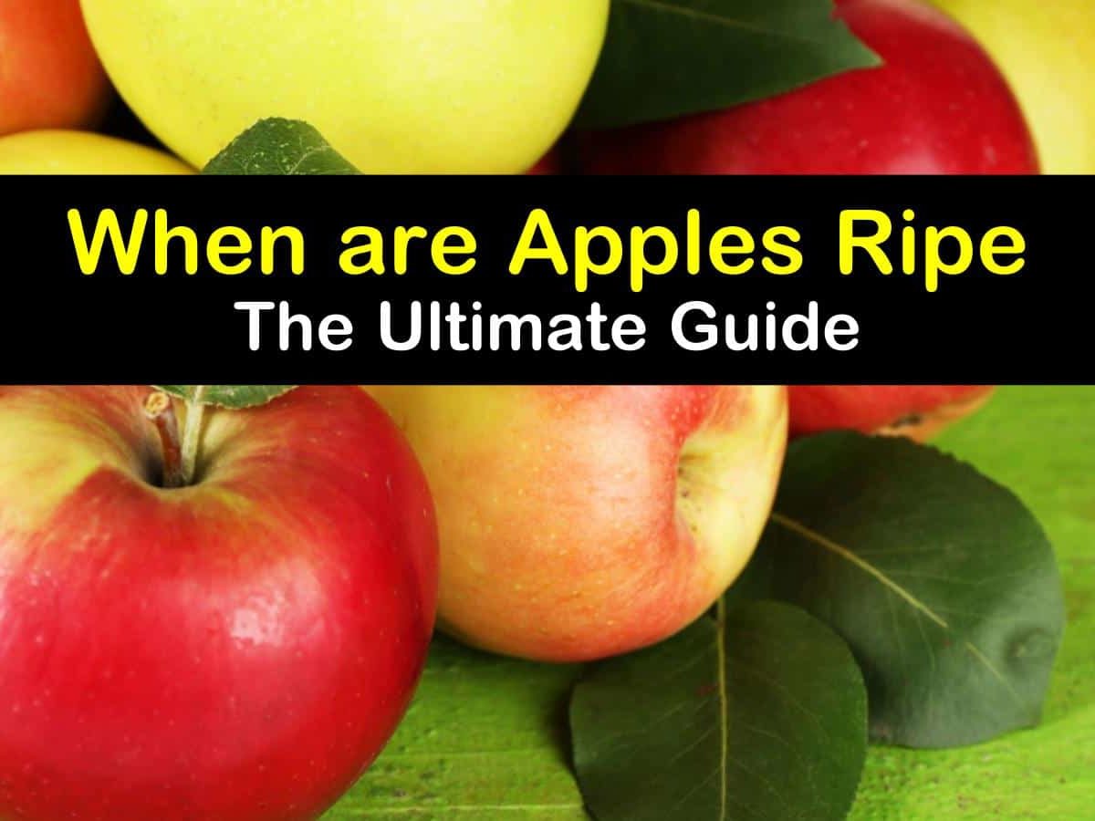 The Ultimate Guide: How to Ripen Apples