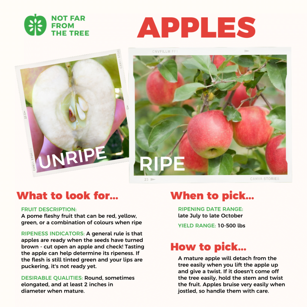 The Ultimate Guide: How to Ripen Apples