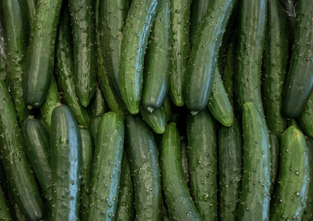 The Ultimate Guide on How Big Burpless Cucumbers Can Get