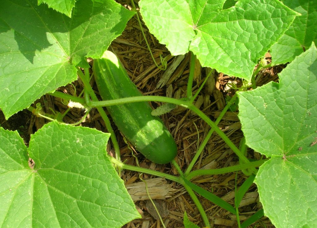 The Ultimate Guide on How Big Burpless Cucumbers Can Get The Ultimate Guide on How Big Burpless Cucumbers Can Get
