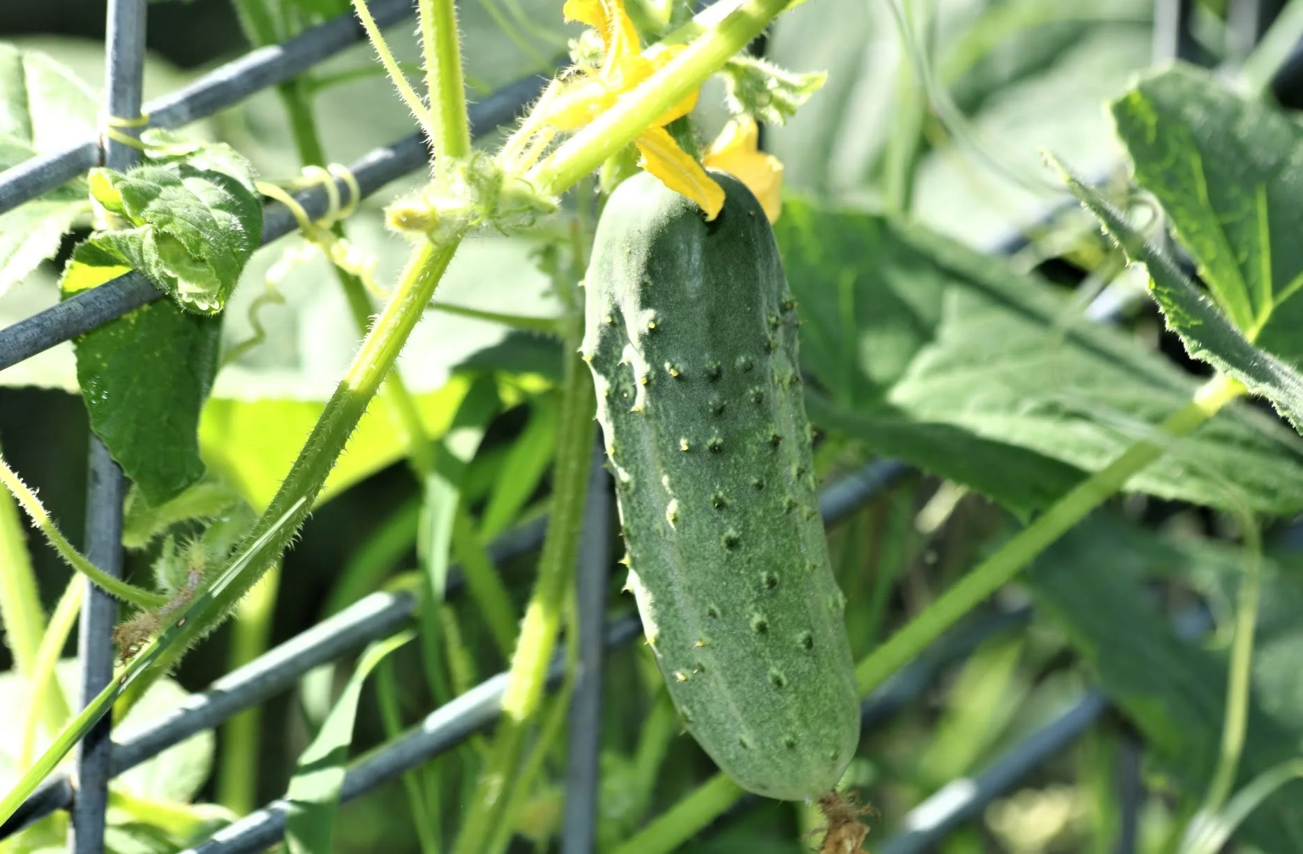 The Ultimate Guide on How Big Burpless Cucumbers Can Get