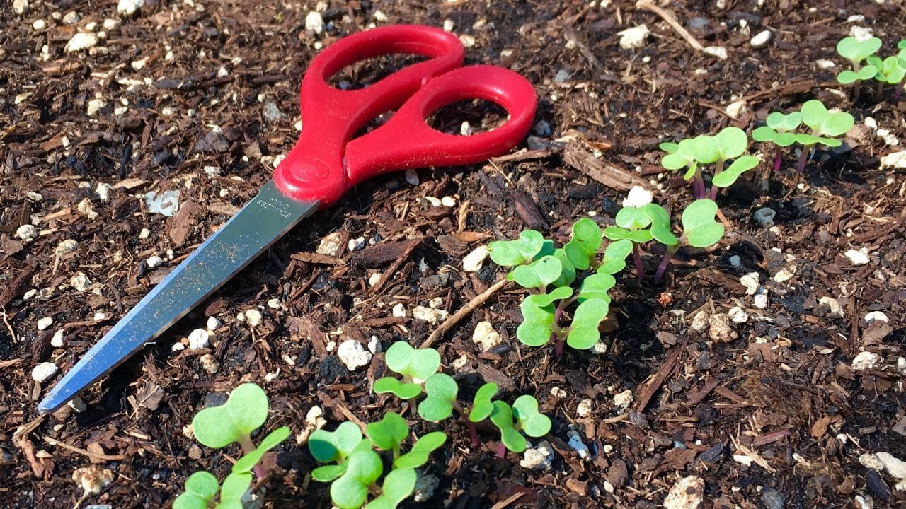 The Ultimate Guide on How to Thin Radishes The Ultimate Guide on How to Thin Radishes