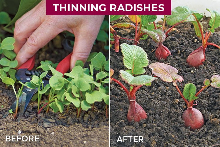 The Ultimate Guide on How to Thin Radishes The Ultimate Guide on How to Thin Radishes