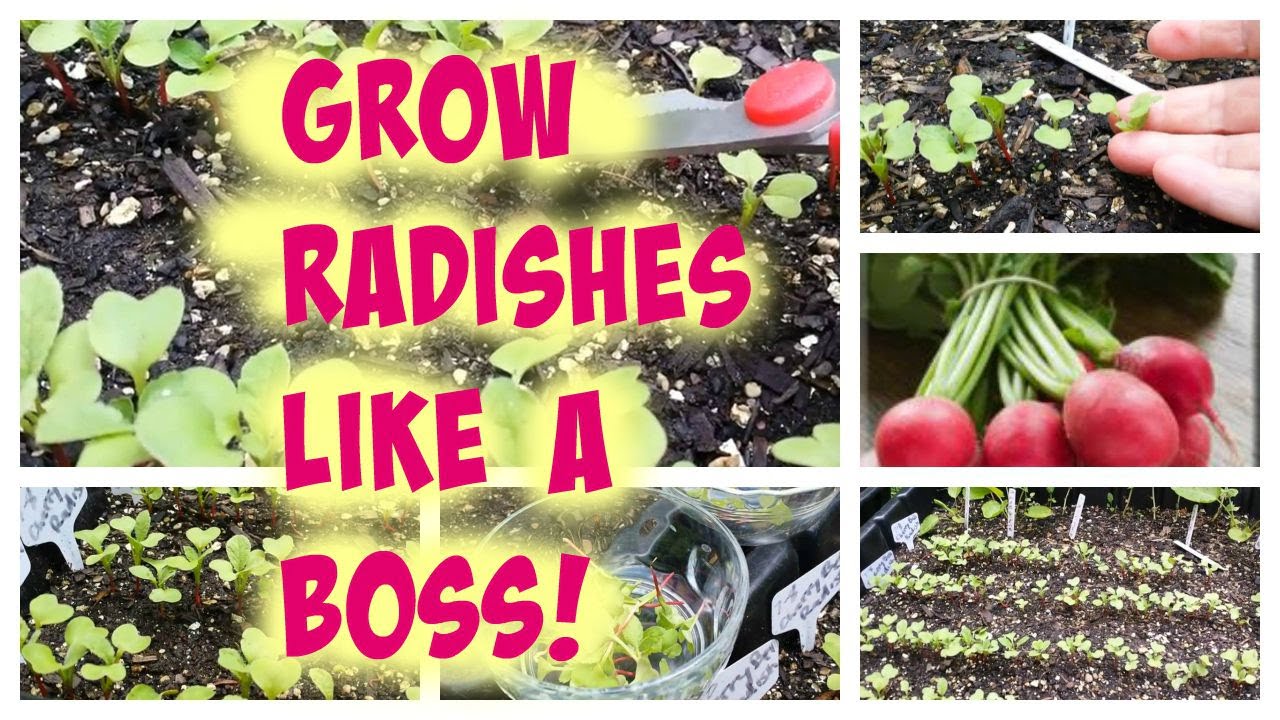 The Ultimate Guide on How to Thin Radishes The Ultimate Guide on How to Thin Radishes