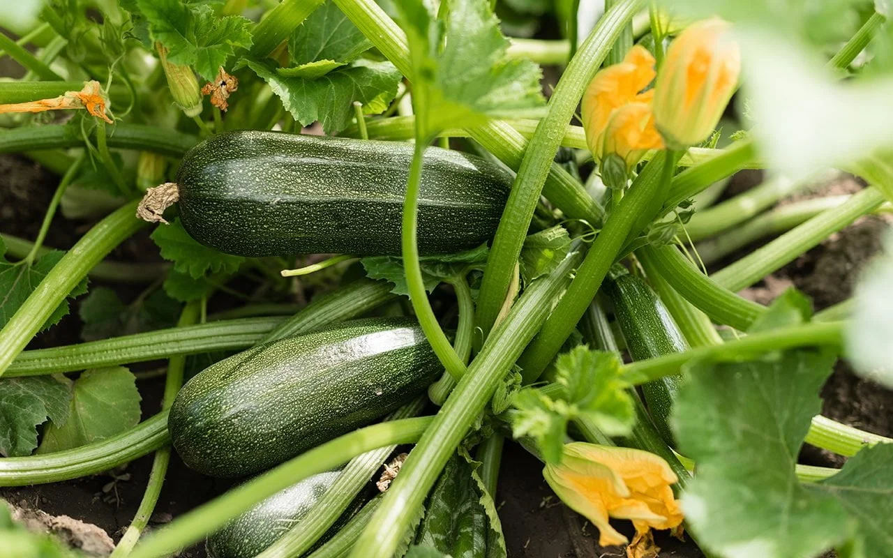 The Ultimate Guide: Supporting Zucchini Plants for a Bountiful Harvest