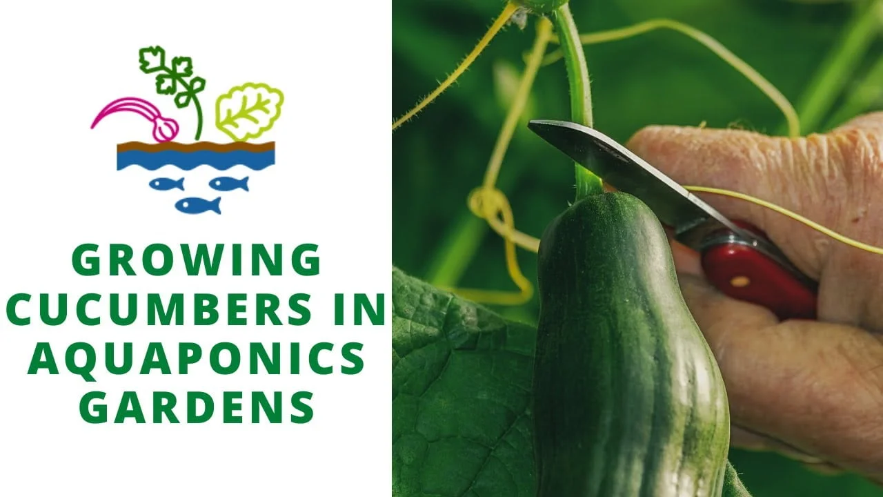 The Ultimate Guide to Growing Aquaponic Cucumbers