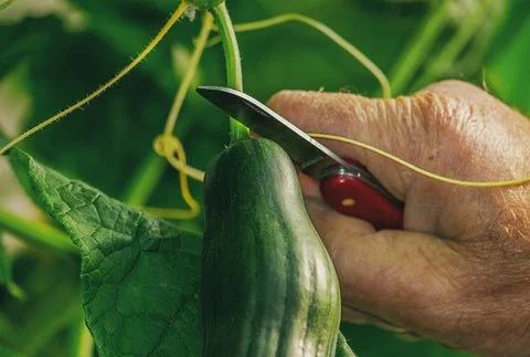 The Ultimate Guide to Growing Aquaponic Cucumbers
