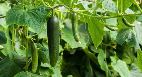 The Ultimate Guide to Growing Aquaponic Cucumbers