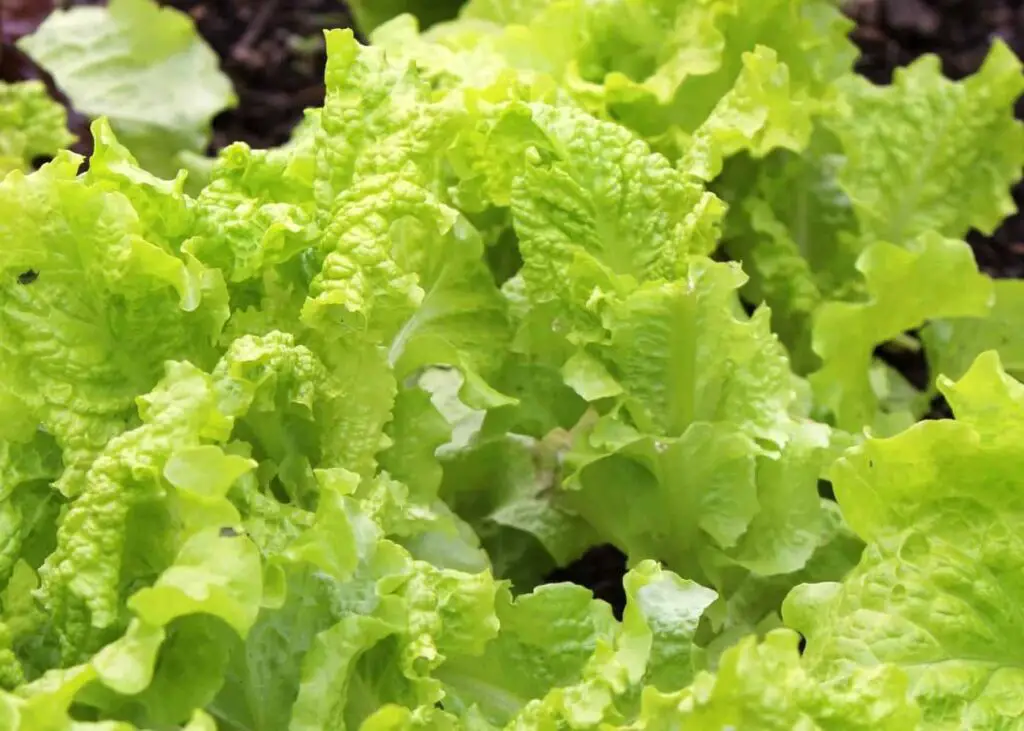 The Ultimate Guide to Growing Black Seeded Simpson Lettuce