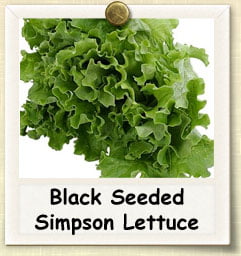 The Ultimate Guide to Growing Black Seeded Simpson Lettuce