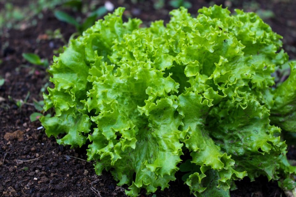 The Ultimate Guide to Growing Black Seeded Simpson Lettuce The Ultimate Guide to Growing Black Seeded Simpson Lettuce