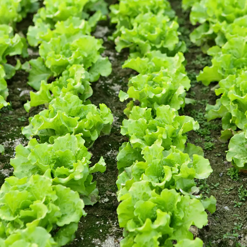 The Ultimate Guide to Growing Black Seeded Simpson Lettuce