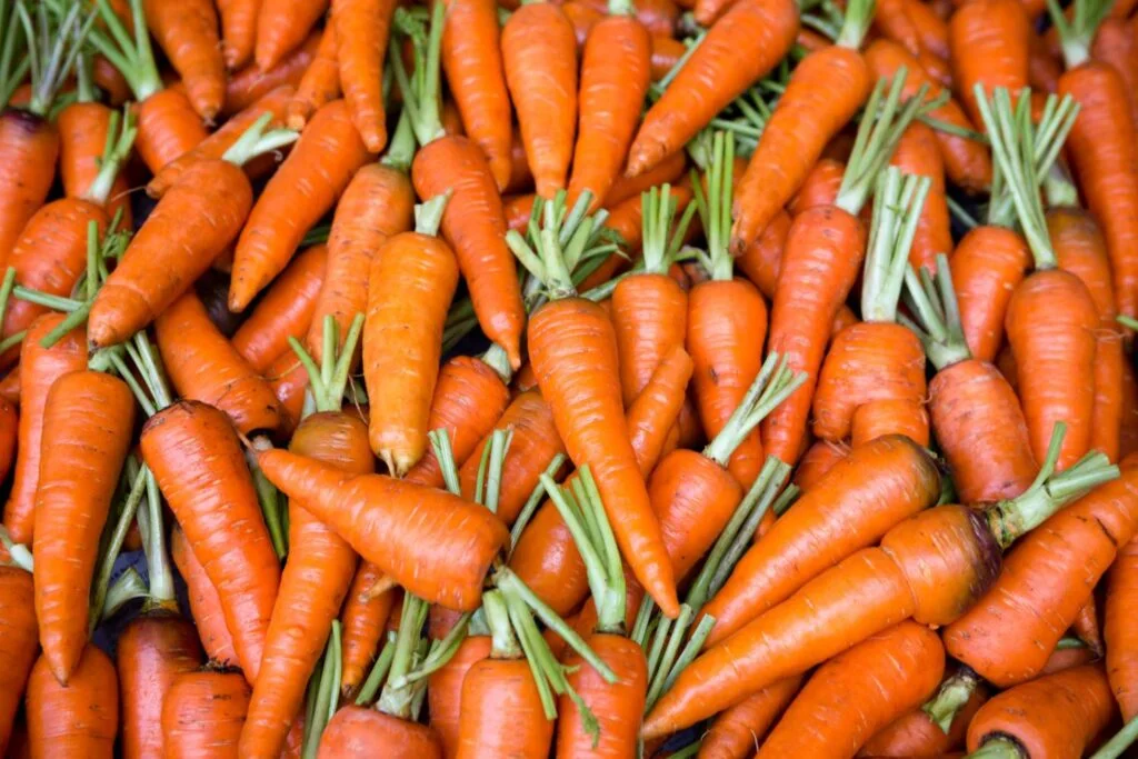 The Ultimate Guide to Growing Carrots Hydroponically