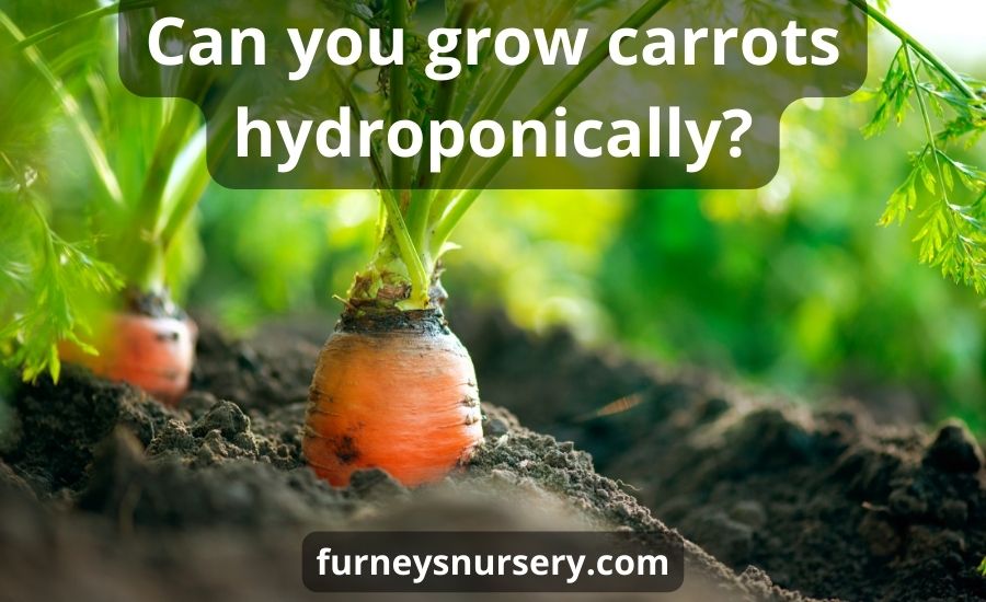 The Ultimate Guide to Growing Carrots Hydroponically The Ultimate Guide to Growing Carrots Hydroponically