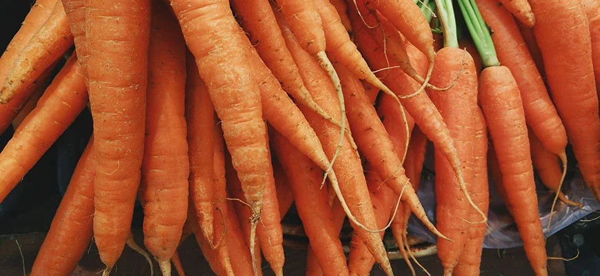 The Ultimate Guide to Growing Carrots Hydroponically