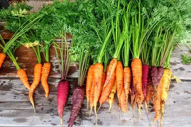 The Ultimate Guide to Growing Carrots Hydroponically The Ultimate Guide to Growing Carrots Hydroponically