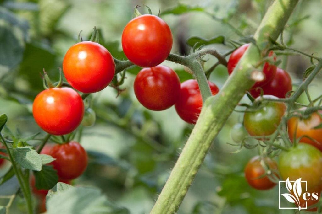 The Ultimate Guide to Growing Husky Cherry Red Tomatoes The Ultimate Guide to Growing Husky Cherry Red Tomatoes