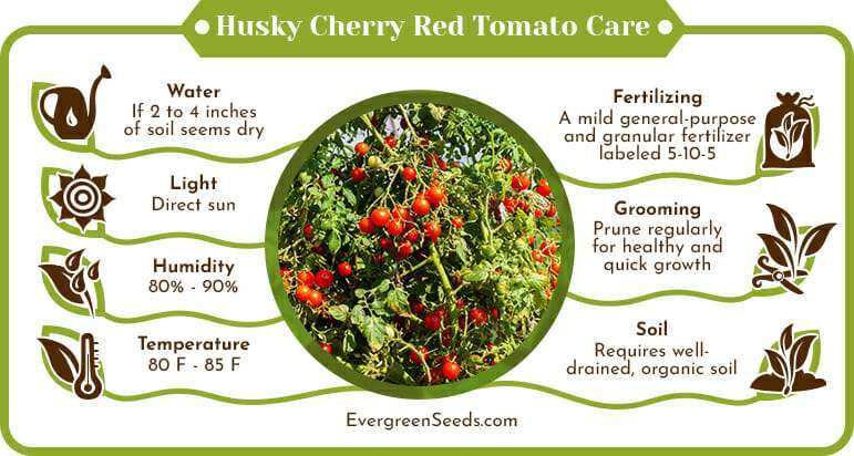 The Ultimate Guide to Growing Husky Cherry Red Tomatoes The Ultimate Guide to Growing Husky Cherry Red Tomatoes