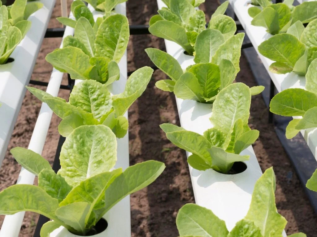The Ultimate Guide to Growing Hydroponic Spinach