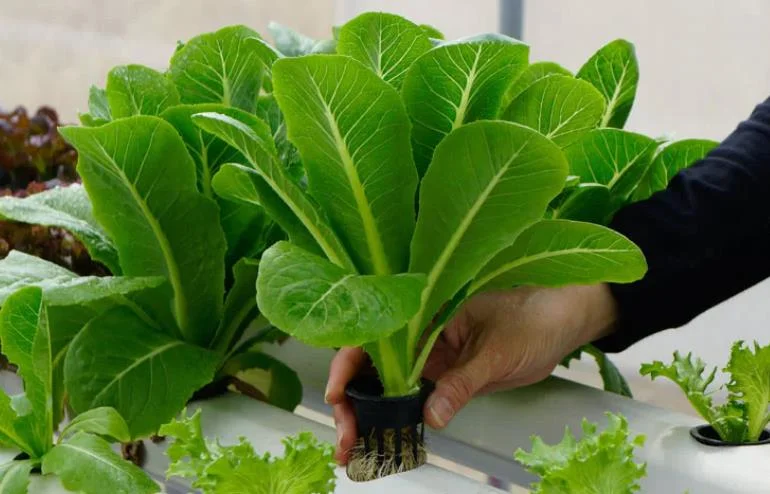 The Ultimate Guide to Growing Hydroponic Spinach