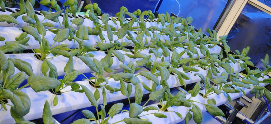 The Ultimate Guide to Growing Hydroponic Spinach