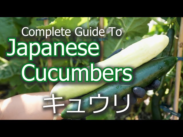 The Ultimate Guide to Growing Japanese Cucumbers