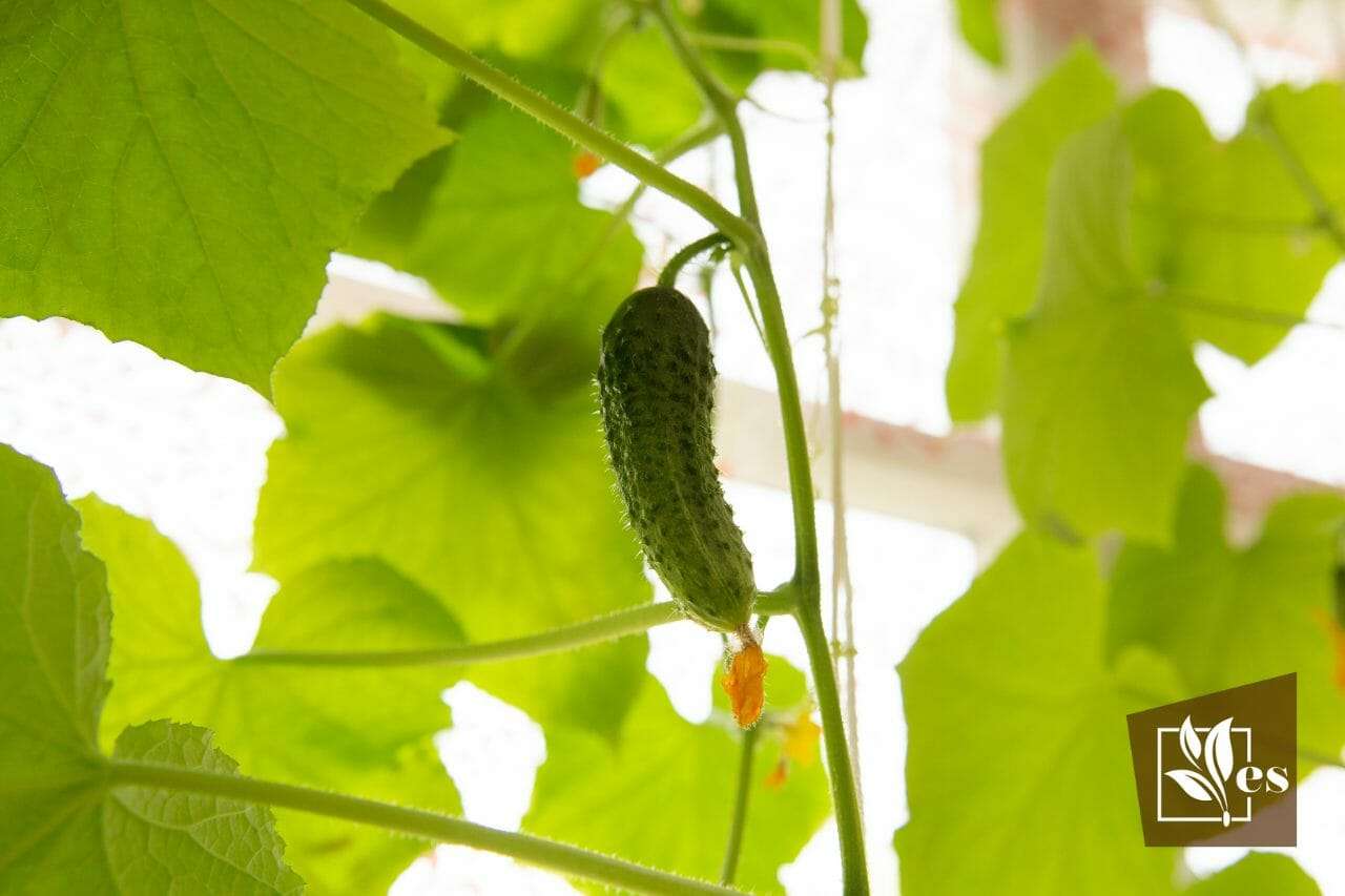 The Ultimate Guide to Growing Japanese Cucumbers