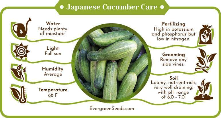The Ultimate Guide to Growing Japanese Cucumbers