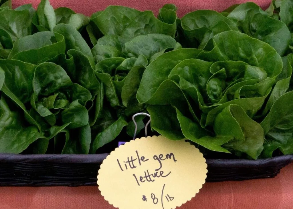 The Ultimate Guide to Growing Little Gem Lettuce GreenThumbsGuide