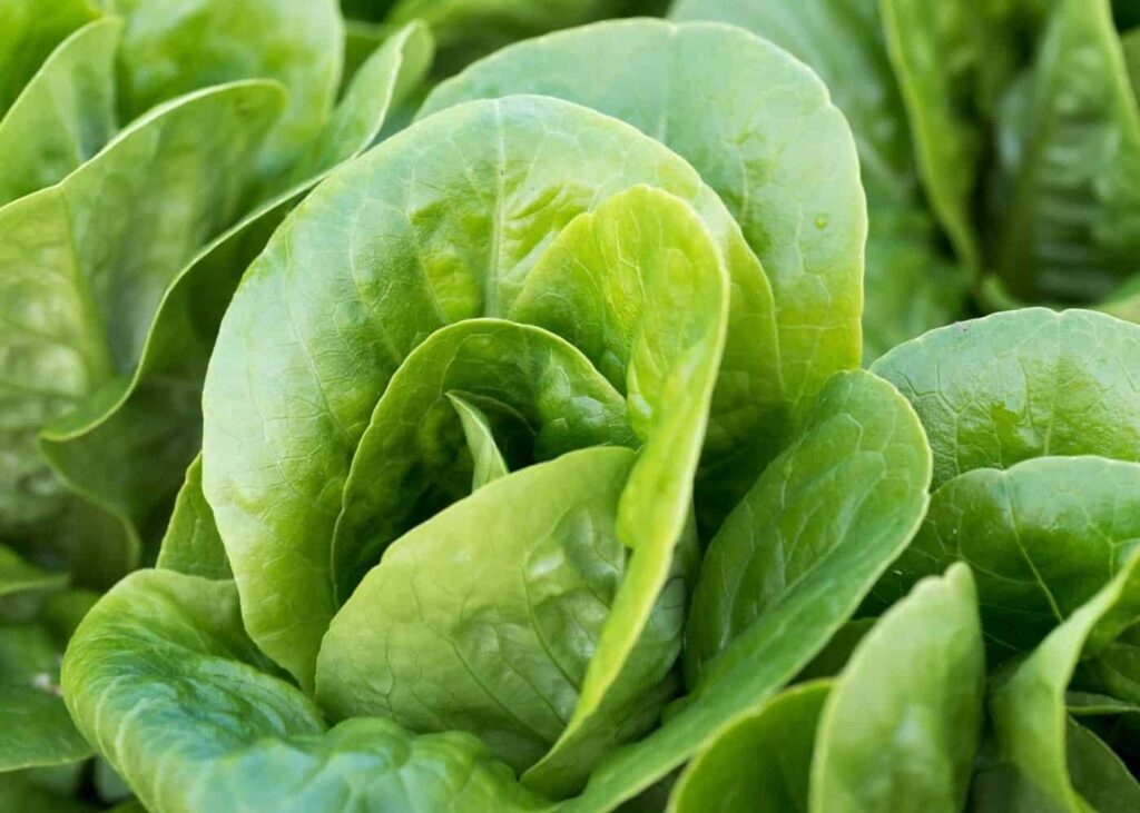 The Ultimate Guide to Growing Little Gem Lettuce