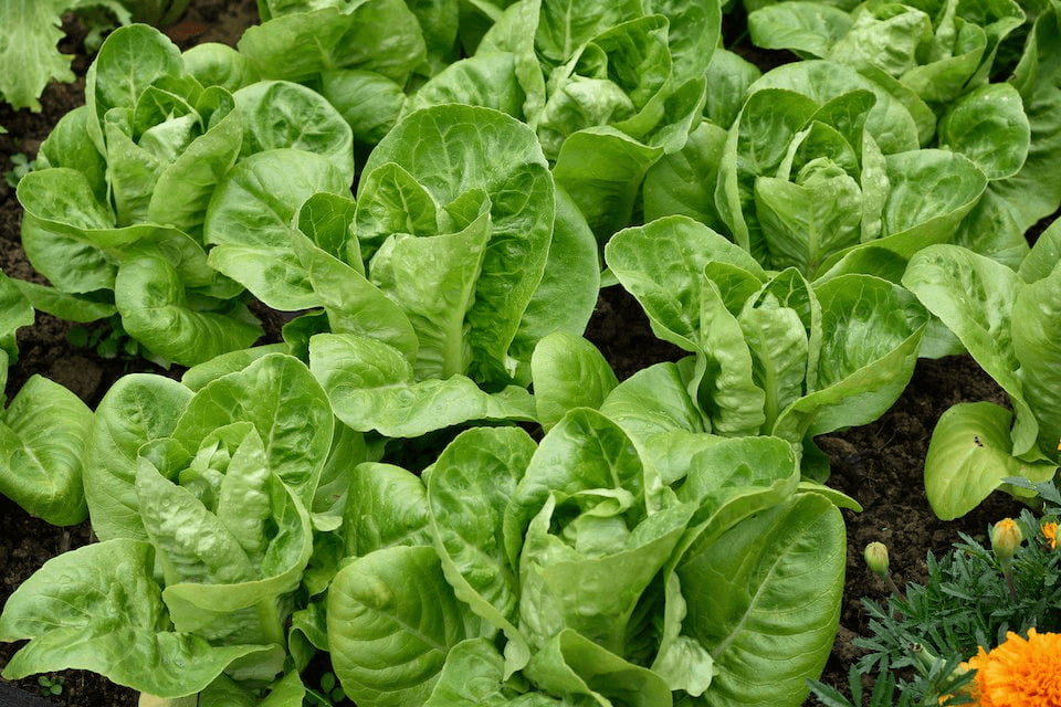 The Ultimate Guide to Growing Little Gem Lettuce