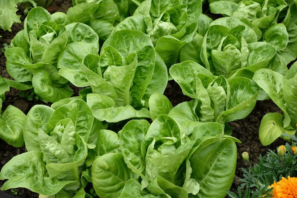 The Ultimate Guide to Growing Little Gem Lettuce GreenThumbsGuide