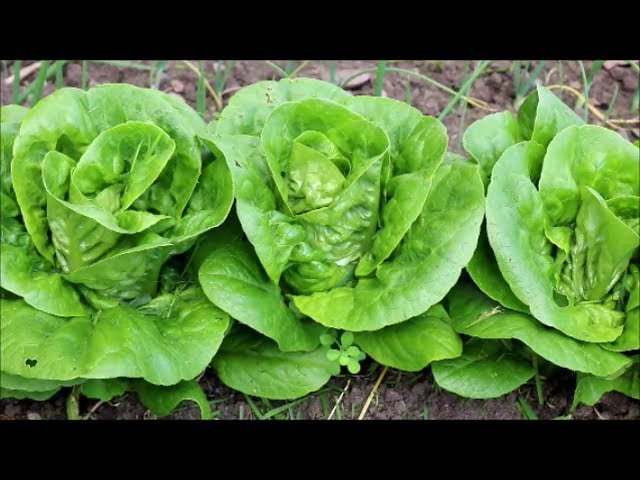 The Ultimate Guide to Growing Little Gem Lettuce