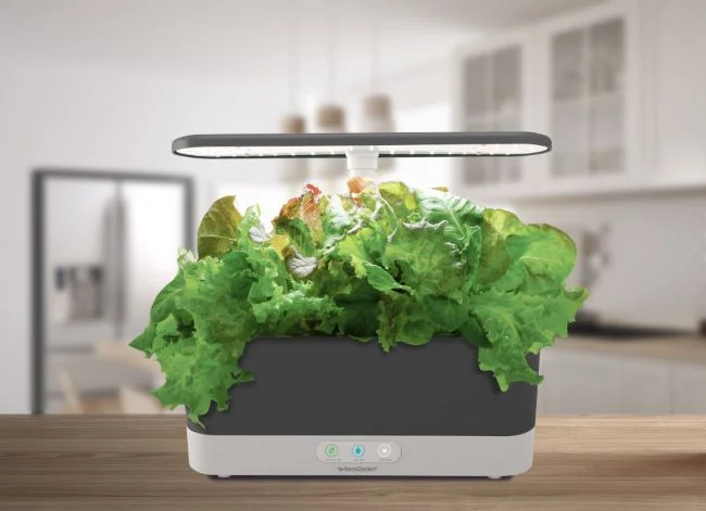 The Ultimate Guide to Harvesting Lettuce from an AeroGarden