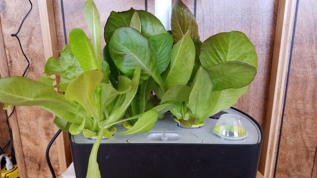 The Ultimate Guide to Harvesting Lettuce from an AeroGarden