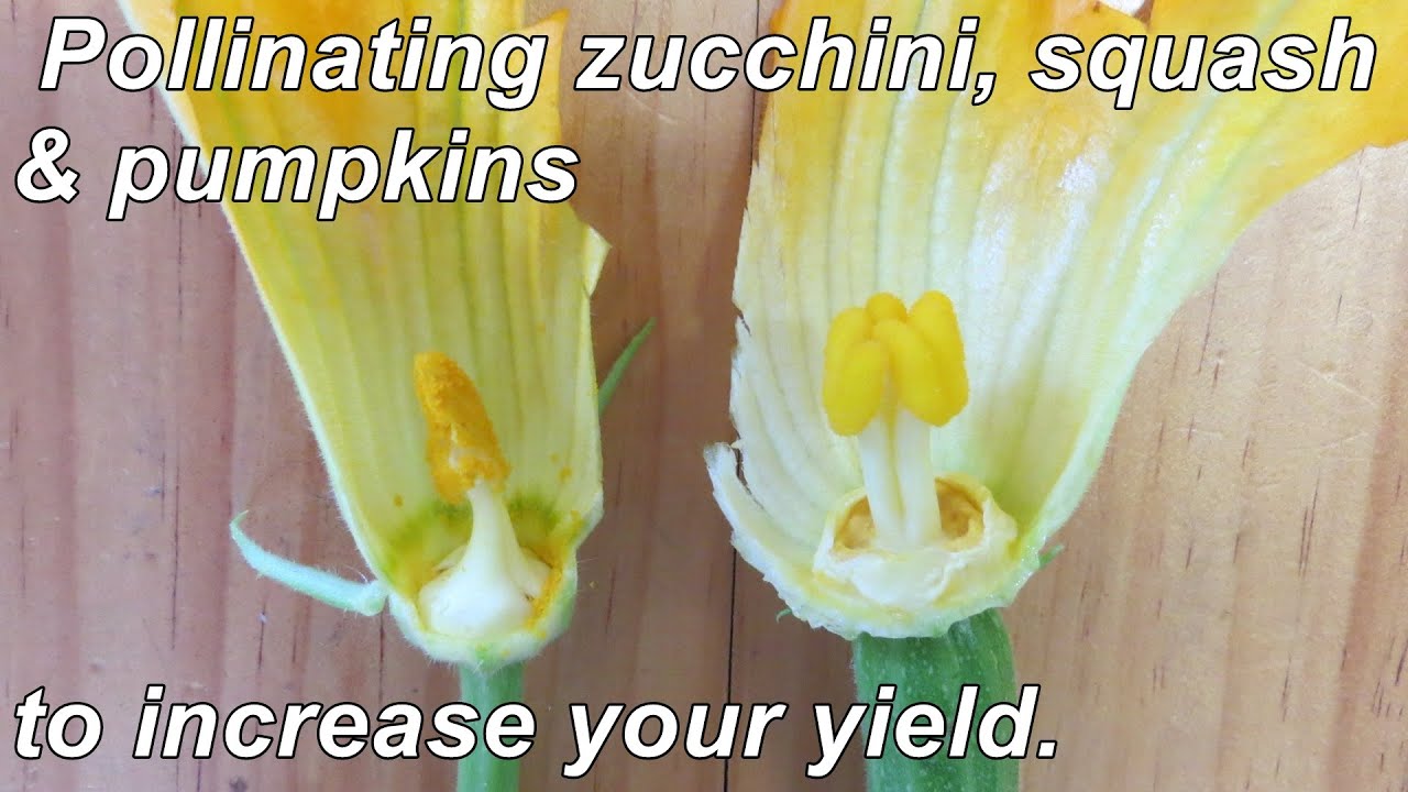 The Ultimate Guide to Manually Pollinating Zucchini The Ultimate Guide to Manually Pollinating Zucchini
