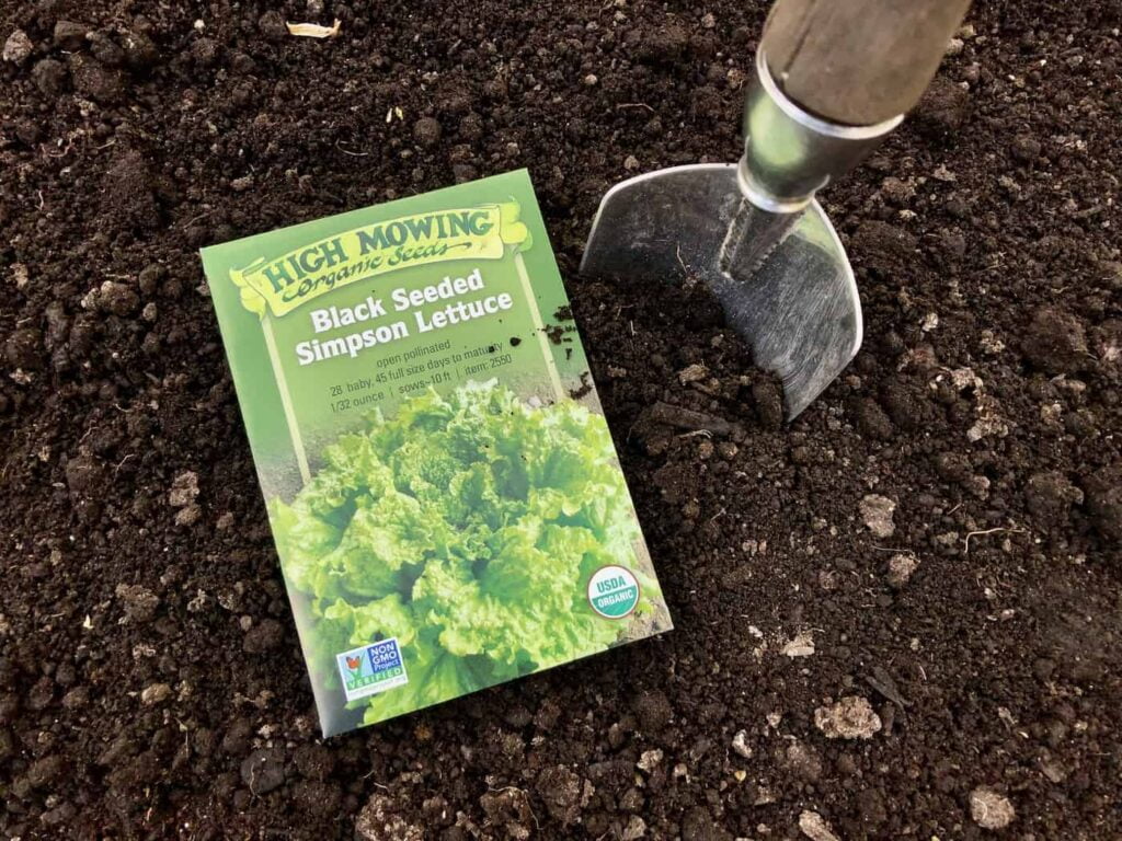 The Ultimate Guide to Planting Black Seeded Simpson Lettuce The Ultimate Guide to Planting Black Seeded Simpson Lettuce