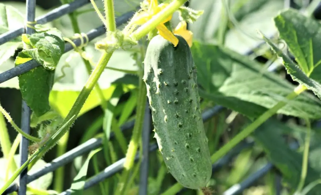 The Ultimate Guide to Planting Burpless Cucumbers - GreenThumbsGuide