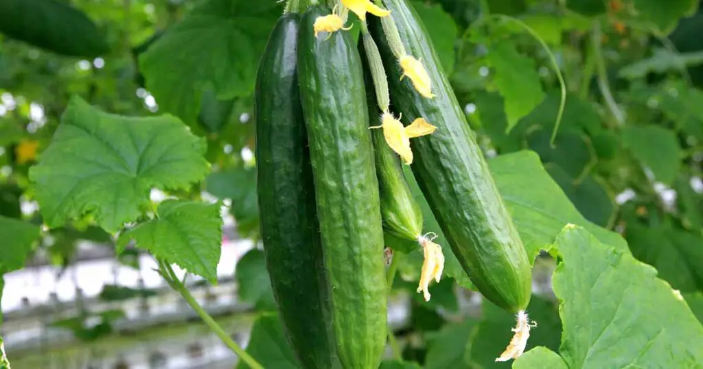 The Ultimate Guide To Planting Burpless Cucumbers Greenthumbsguide