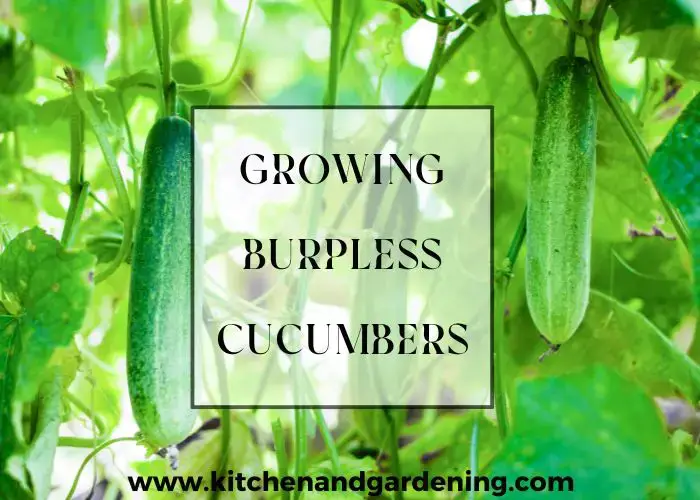 The Ultimate Guide to Planting Burpless Cucumbers The Ultimate Guide to Planting Burpless Cucumbers