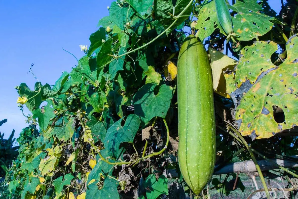 The Ultimate Guide to Staking Zucchini Plants - GreenThumbsGuide