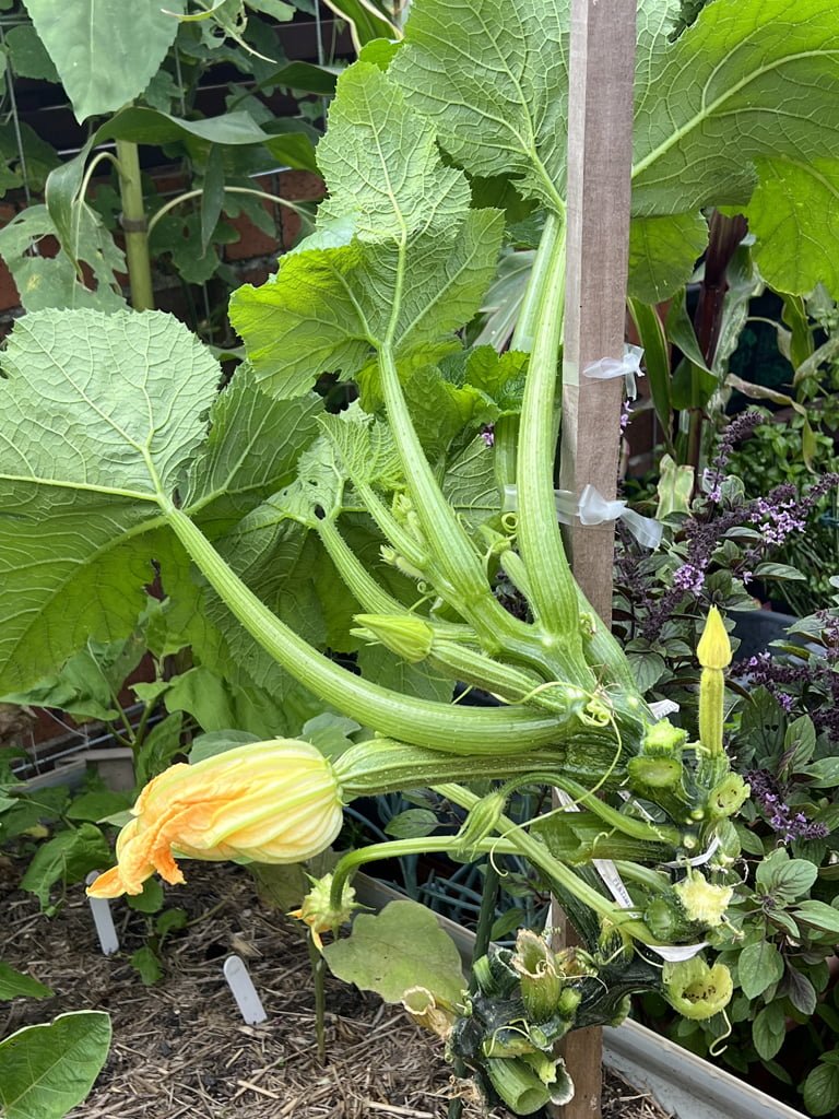 The Ultimate Guide to Staking Zucchini Plants The Ultimate Guide to Staking Zucchini Plants