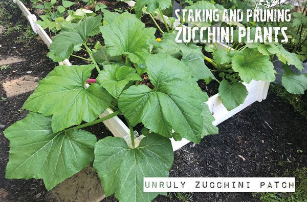The Ultimate Guide to Staking Zucchini Plants The Ultimate Guide to Staking Zucchini Plants