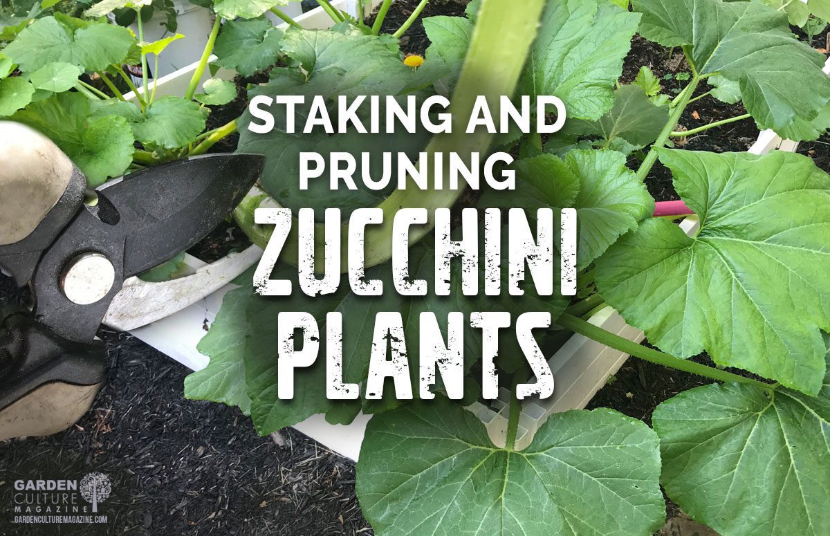 The Ultimate Guide to Staking Zucchini Plants The Ultimate Guide to Staking Zucchini Plants