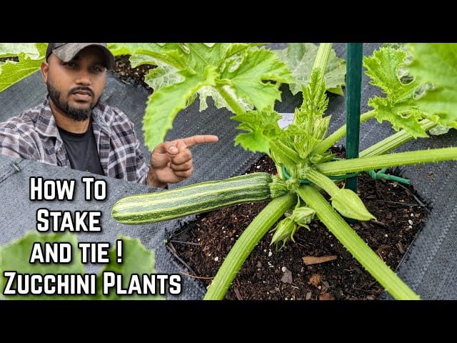 The Ultimate Guide to Staking Zucchini The Ultimate Guide to Staking Zucchini