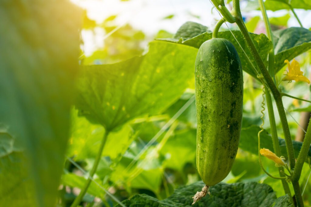 Tips for Growing Cucumbers in Colorado