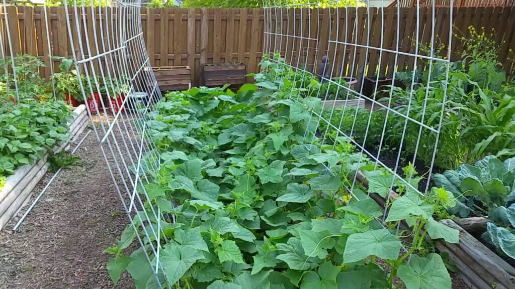 Tips for Growing Cucumbers in Colorado