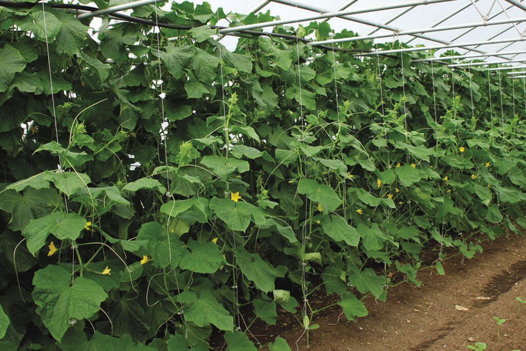 Tips for Growing Cucumbers in Colorado