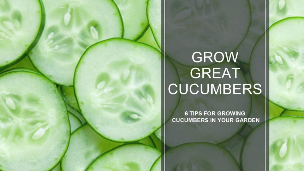 Tips for Growing Cucumbers in Colorado